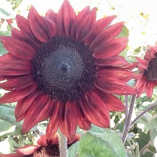 Pro-Cut Red Sunflower Thumbnail